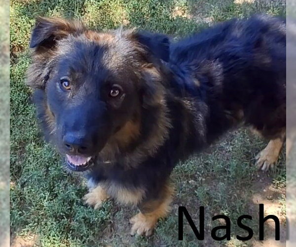 Medium Photo #4 Australian Shepherd-German Shepherd Dog Mix Puppy For Sale in Mountain View, AR, USA