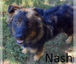 Small #3 Australian Shepherd-German Shepherd Dog Mix