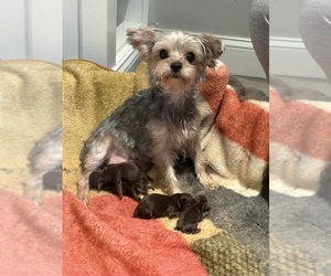 Mother of the Yorkshire Terrier puppies born on 06/02/2026