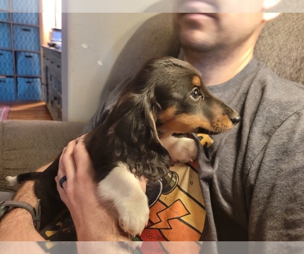 Medium Photo #3 Dachshund Puppy For Sale in YELM, WA, USA