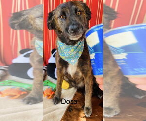 Mutt Dogs for adoption in Fallbrook, CA, USA