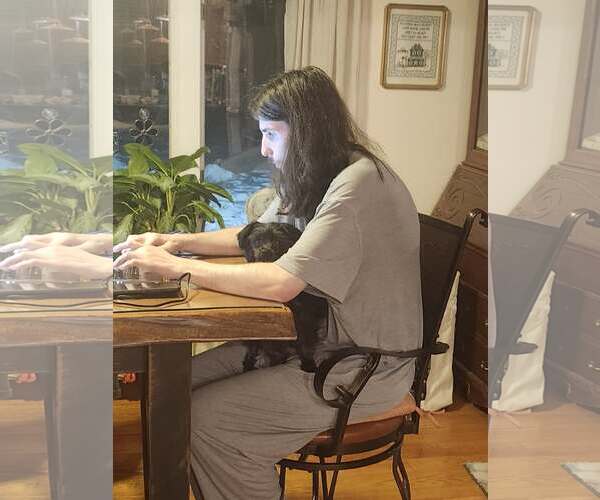 Medium Photo #6 Affenpinscher Puppy For Sale in Lewistown, PA, USA