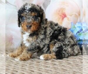 Bernedoodle (Miniature) Puppy for Sale in COATESVILLE, Pennsylvania USA