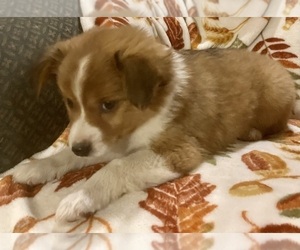 Jack Russell Terrier-Miniature Australian Shepherd Mix Puppy for sale in HILLSBORO, WI, USA
