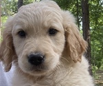 Small Photo #2 Golden Retriever Puppy For Sale in BLOOMBURG, TX, USA