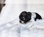 Small Photo #3 Cocker Spaniel Puppy For Sale in SALEM, OR, USA