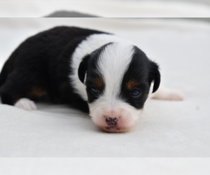 Miniature Australian Shepherd Puppy for sale in PALM COAST, FL, USA
