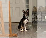 Small #24 Border Collie