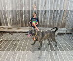 Small #1 Catahoula Leopard Dog-Labrador Retriever Mix