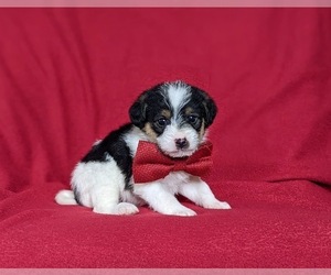 Foodle Puppy for sale in LINCOLN UNIVERSITY, PA, USA