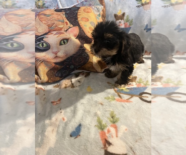 Medium Photo #6 Shorkie Tzu Puppy For Sale in LEBANON, OR, USA