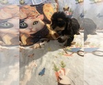 Litter of 16 - Male(s) and Female(s) Shorkie TzuLitter of Puppies for Sale - Photo #6