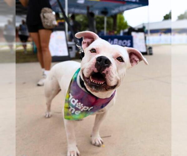 Medium Photo #3 American Bulldog-Unknown Mix Puppy For Sale in San Antonio, TX, USA