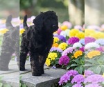 Puppy Velvet Goldendoodle