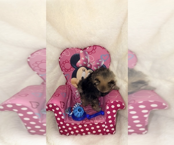 Medium Photo #4 Pomeranian Puppy For Sale in JOLIET, IL, USA