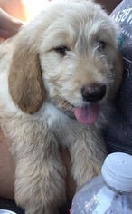 Goldendoodle Puppy for sale in DOUGLASS, KS, USA