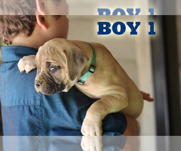 Medium Photo #20 American Bulldog Puppy For Sale in PARIS, TN, USA