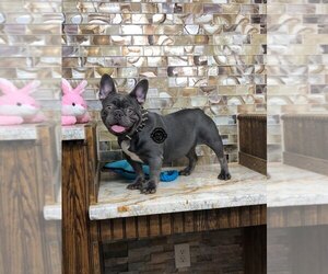 French Bulldog Puppy for sale in HOUSTON, TX, USA