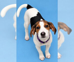 American Foxhound-Beagle Mix Dogs for adoption in Westminster, MD, USA