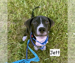 Labrador Retriever-Unknown Mix Dogs for adoption in Gilberts, IL, USA