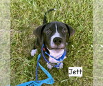 Small Labrador Retriever Mix