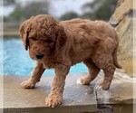 Small Photo #7 Goldendoodle Puppy For Sale in SUGAR LAND, TX, USA