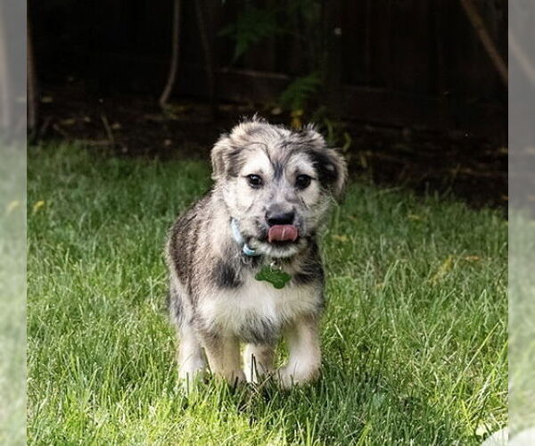 Medium Photo #2 Mutt Puppy For Sale in Plymouth, MN, USA