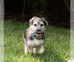 Small #1 Mutt