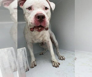 Argentinian Mastiff-Boxer Mix Dogs for adoption in Houston, TX, USA