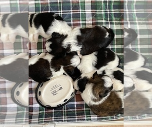 Shih Tzu Puppy for sale in SEVIERVILLE, TN, USA