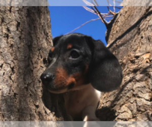 Dachshund Puppy for sale in AGUA DULCE, CA, USA