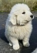 Small Photo #6 Great Pyrenees Puppy For Sale in KNOXVILLE, TN, USA