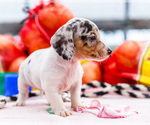 Small #2 Dachshund