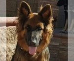 Small Photo #1 German Shepherd Dog Puppy For Sale in HESPERIA, CA, USA