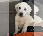 Small #4 Great Pyrenees Mix