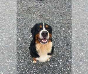 Bernese Mountain Dog Dogs for adoption in HICKORY, NC, USA