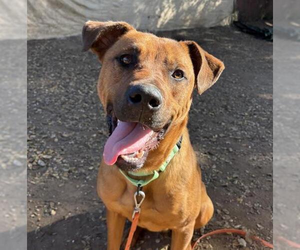 Medium Photo #1 Rhodesian Ridgeback Puppy For Sale in Santa Barbara, CA, USA