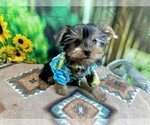 Small #3 Morkie