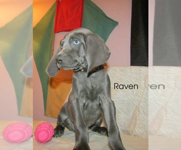 Medium Photo #1 Weimaraner Puppy For Sale in LAS ANIMAS, CO, USA