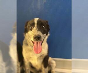 Texas Heeler-Unknown Mix Dogs for adoption in Visalia, CA, USA