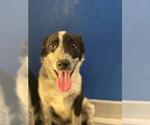 Small Texas Heeler Mix