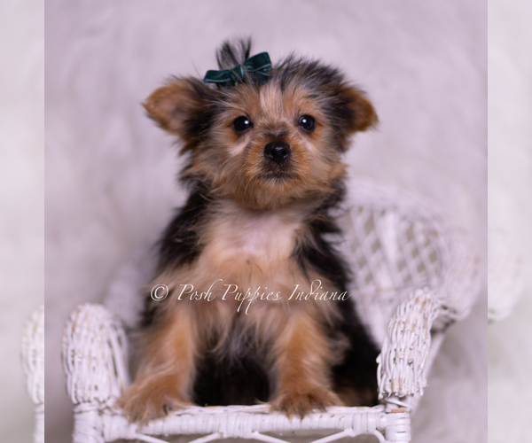 Medium Photo #6 Yorkshire Terrier Puppy For Sale in WARSAW, IN, USA