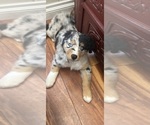 Puppy Kick Flip Australian Shepherd