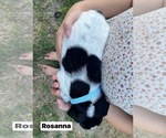 Small Photo #20 Pointer Puppy For Sale in SACRAMENTO, CA, USA