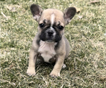Small Photo #2 French Bulldog Puppy For Sale in NILES, MI, USA
