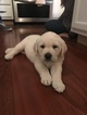 Small Photo #5 Labrador Retriever Puppy For Sale in CAMBY, IN, USA