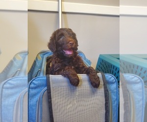 Labradoodle Puppy for sale in KINGSPORT, TN, USA