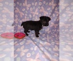 Small #9 Poodle (Toy)