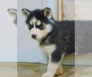 Puppyfinder Com Siberian Husky Puppies Puppies For Sale Near Me In Tennessee Usa Page 1 Displays 10
