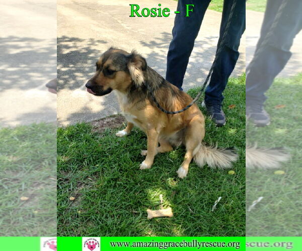 Medium Photo #4 Mutt Puppy For Sale in Pensacola, FL, USA